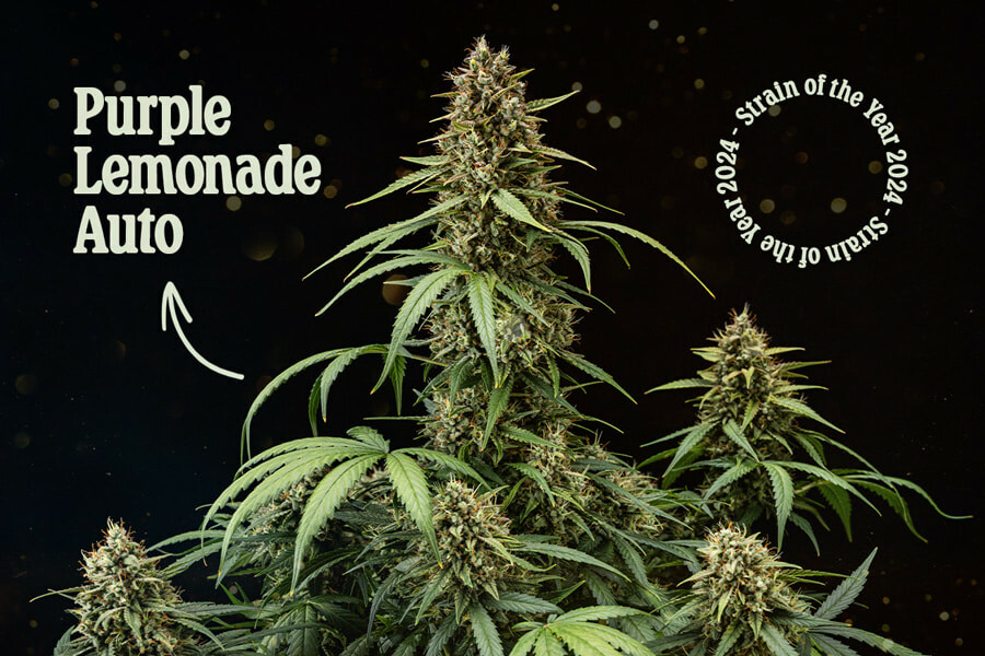 Purple Lemonade Auto van Royal Queen Seeds: soort van het jaar 2024