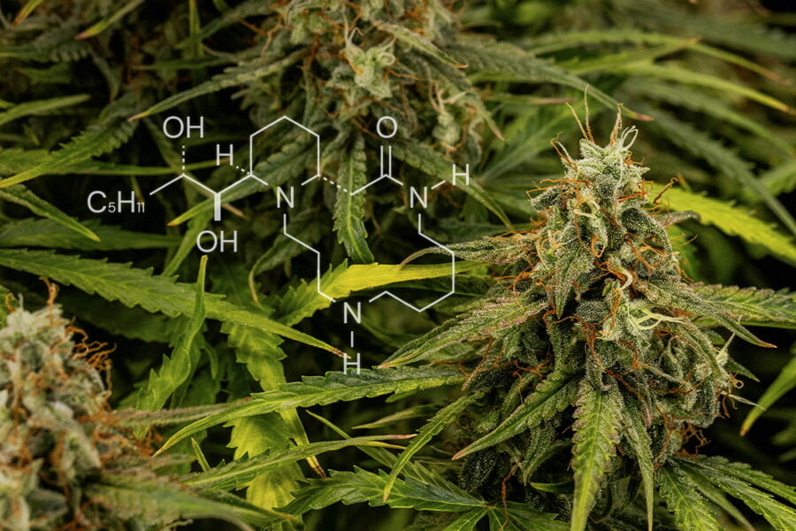 Cannabis Chemie: Alles Over Alkaloïden